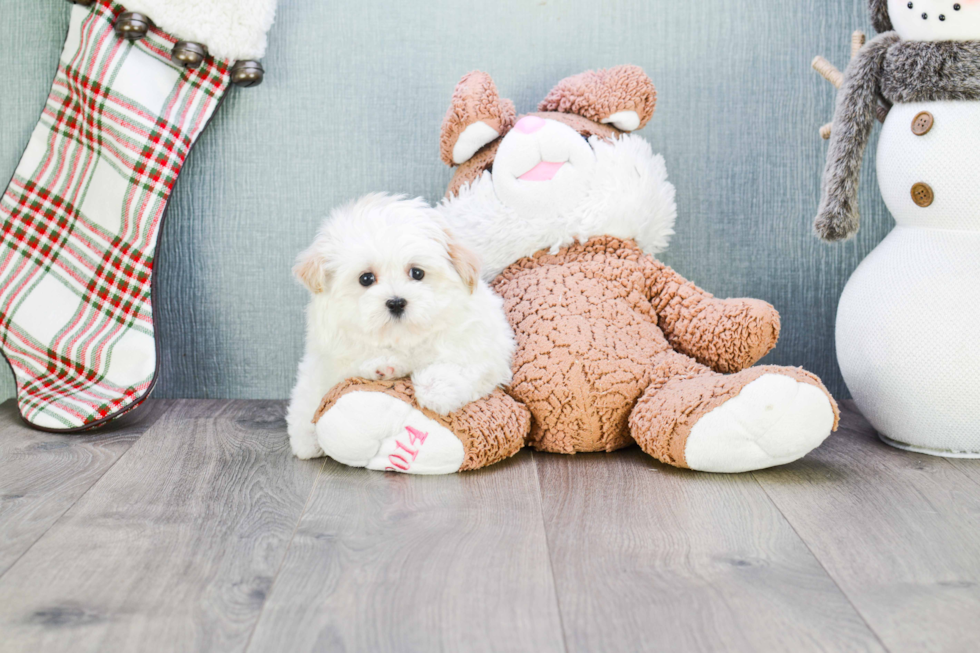 Maltipoo Pup Being Cute