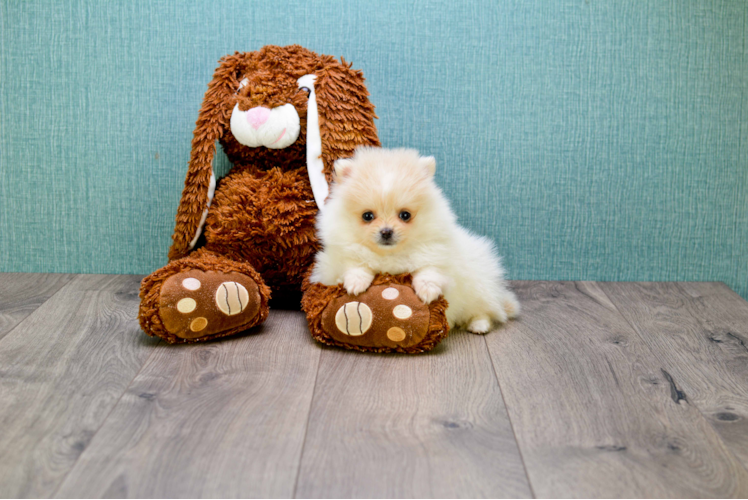 Akc Registered Pomeranian Baby