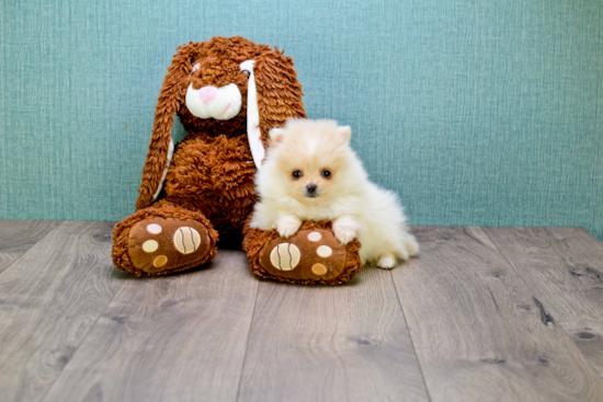 Akc Registered Pomeranian Baby