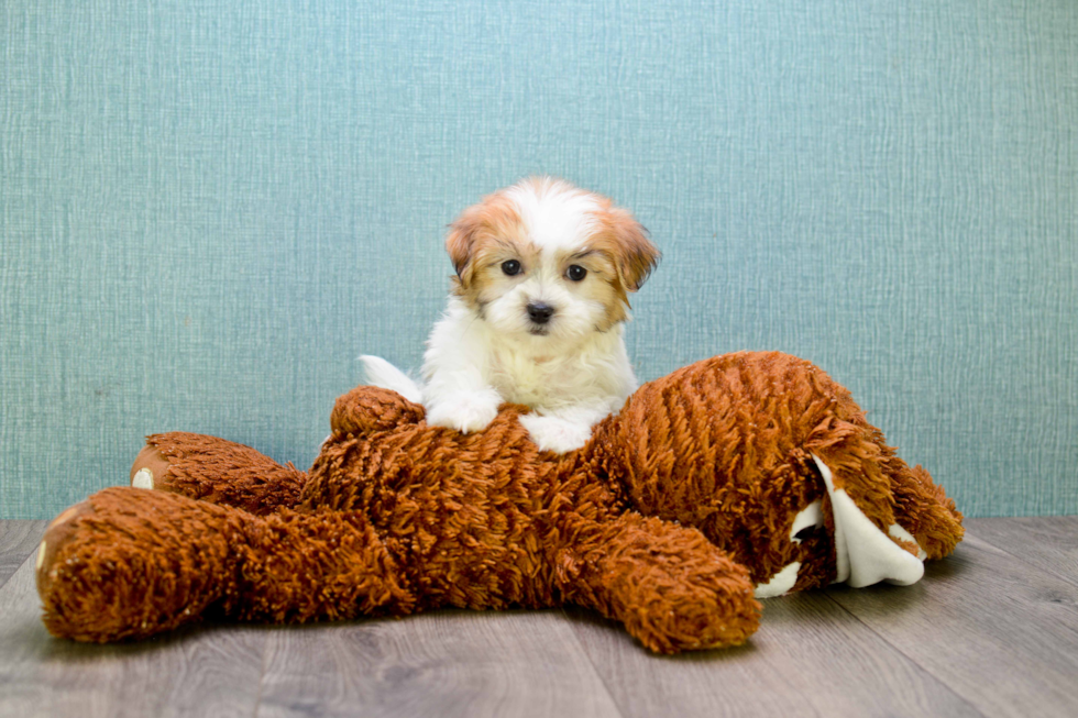 Teddy Bear Pup Being Cute