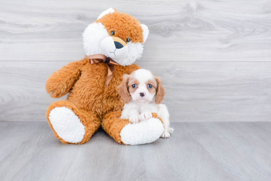 Cavalier King Charles Spaniel Pup Being Cute