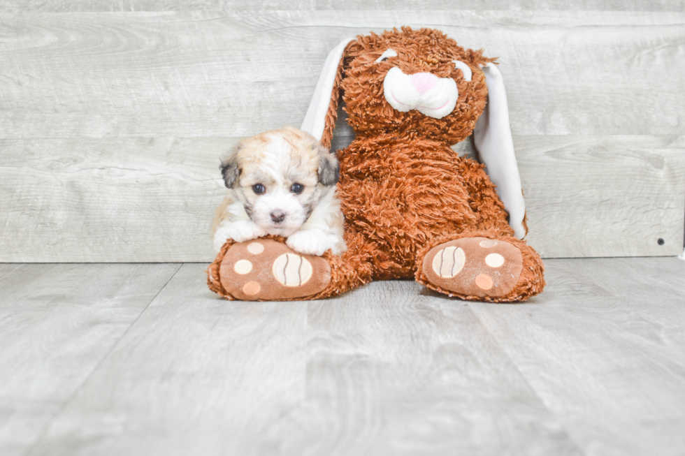 Havanese Puppy for Adoption