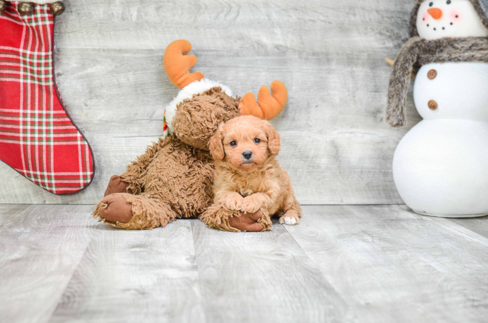 Adorable Cavoodle Poodle Mix Puppy