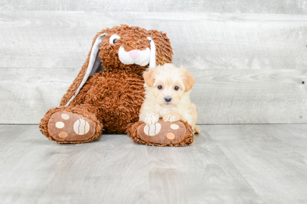 Best Maltipoo Baby