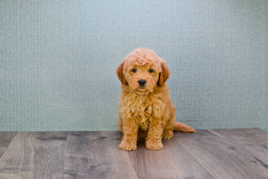 Popular Mini Goldendoodle Poodle Mix Pup