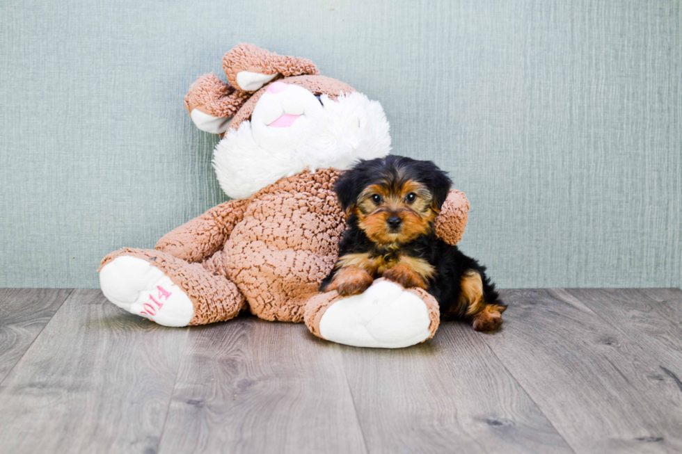 Meet Izzie - our Yorkshire Terrier Puppy Photo 