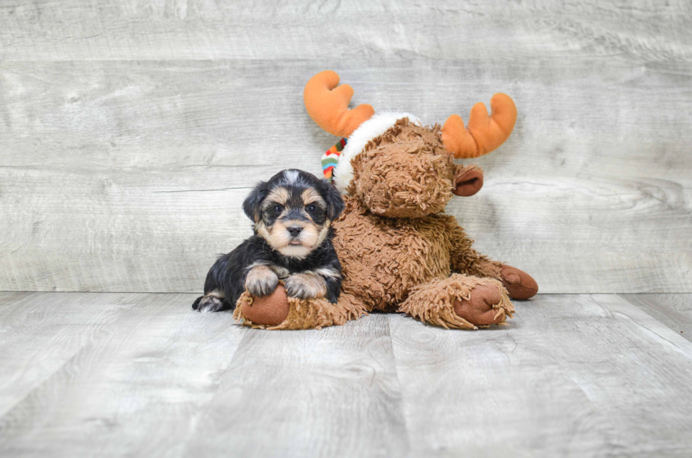 Morkie Pup Being Cute