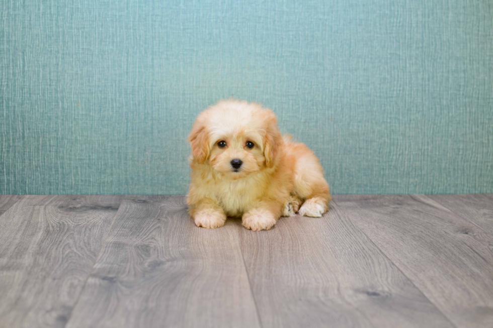 Sweet Maltipoo Baby