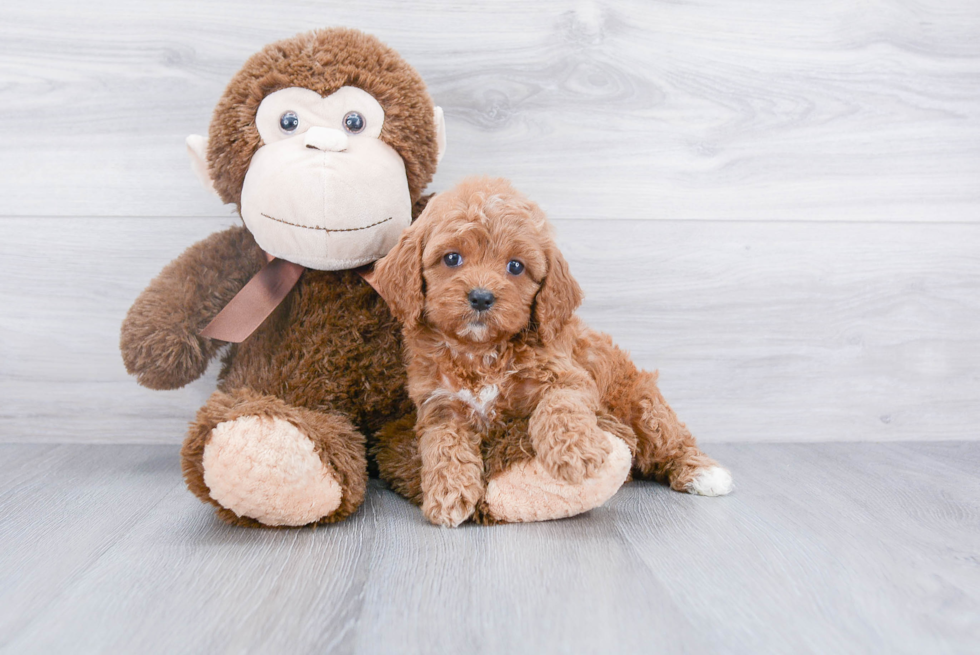 Petite Cavapoo Poodle Mix Pup