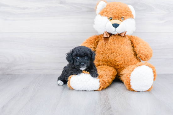 Playful Poodle Purebred Pup