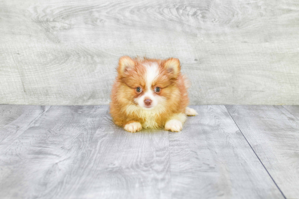 Little Pomeranian Baby