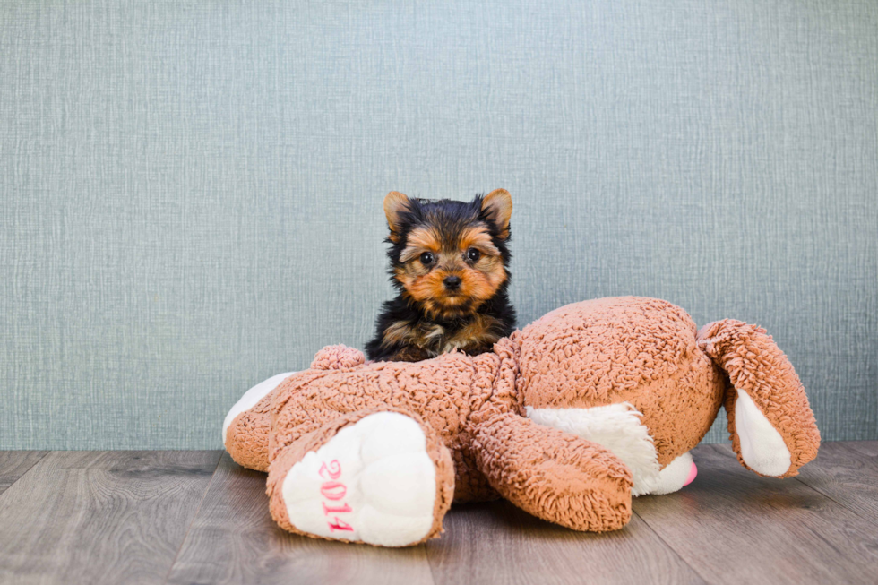 Meet Tinkerbell - our Yorkshire Terrier Puppy Photo 