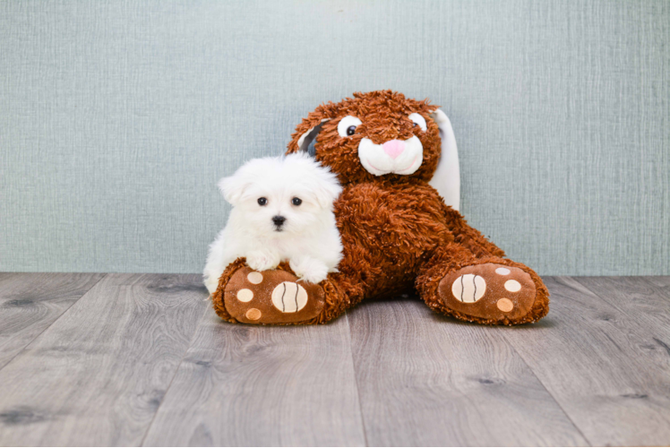 Playful Maltese Baby