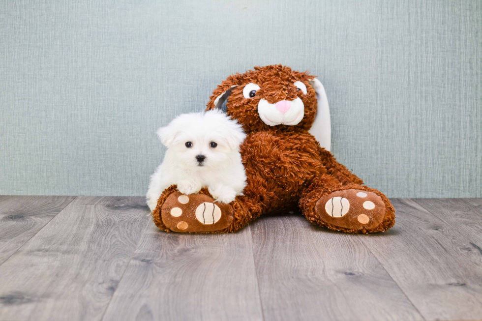 Playful Maltese Baby