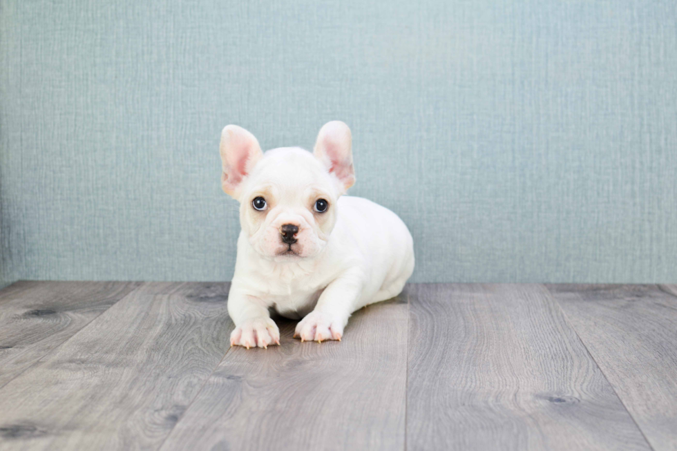 Friendly French Bulldog Baby