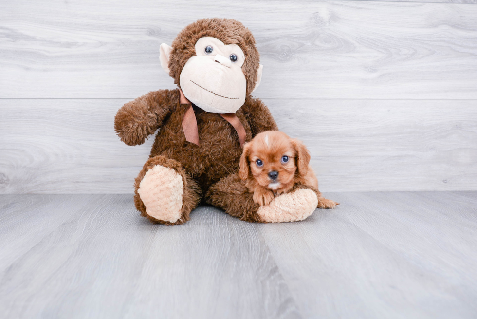 Akc Registered Cavalier King Charles Spaniel Baby