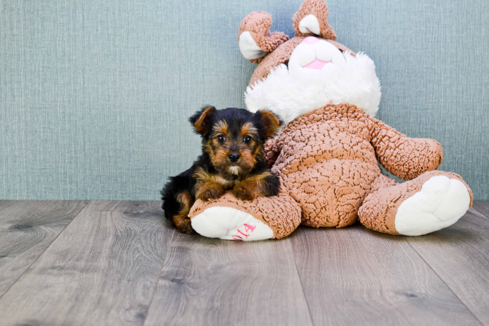 Meet Joey - our Yorkshire Terrier Puppy Photo 