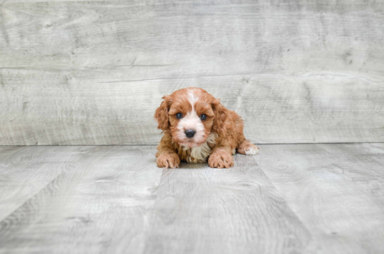 Cavapoo Pup Being Cute