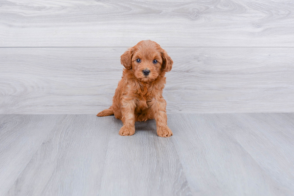 Energetic Golden Retriever Poodle Mix Puppy