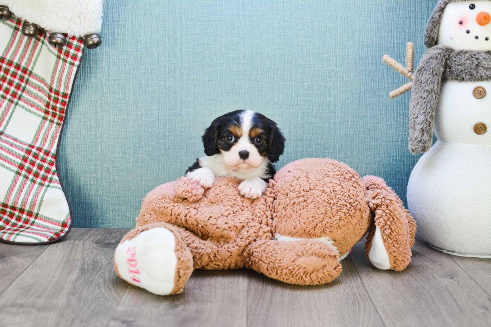 Sweet Cavalier King Charles Spaniel Purebred Puppy