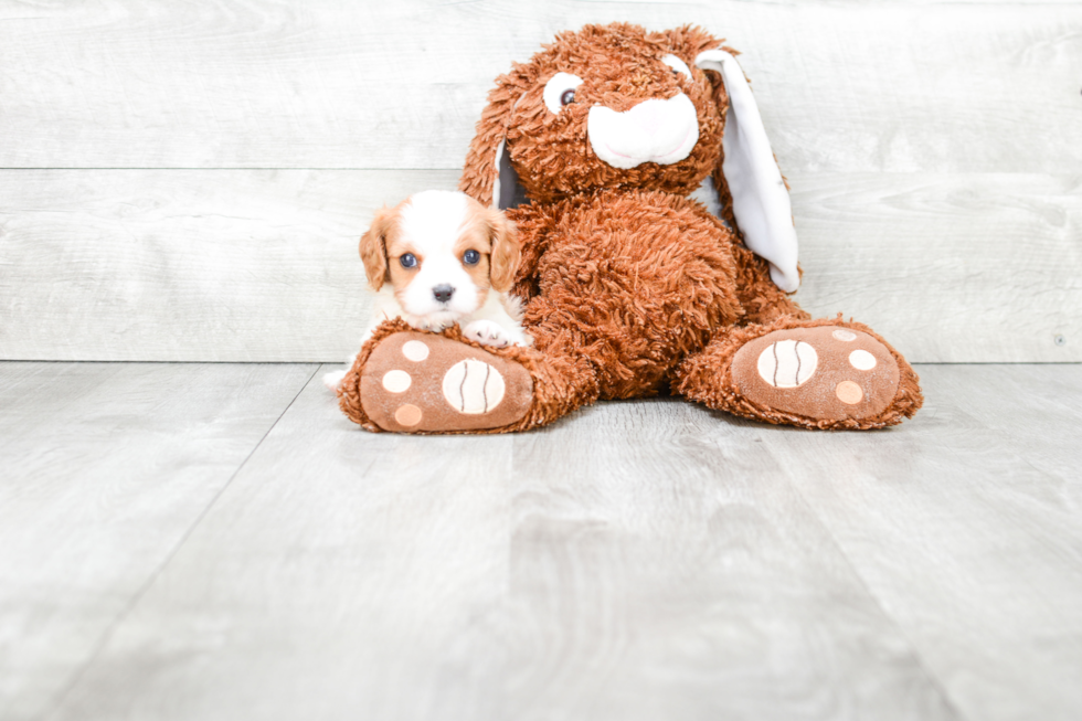 Best Cavalier King Charles Spaniel Baby