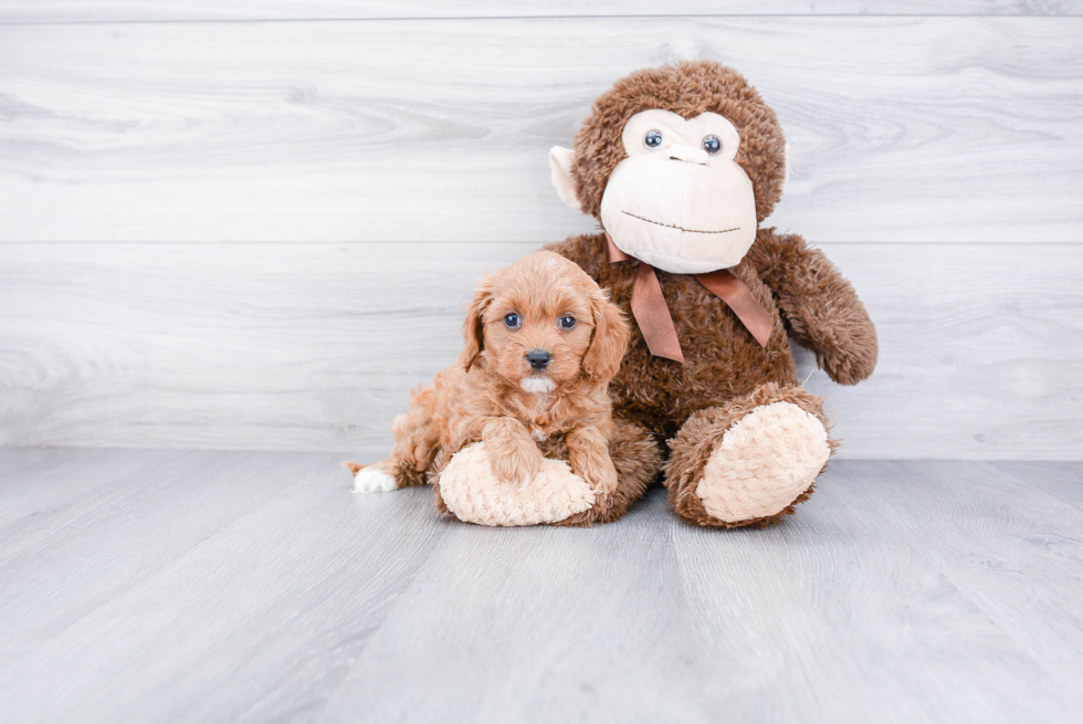 Popular Cavapoo Poodle Mix Pup