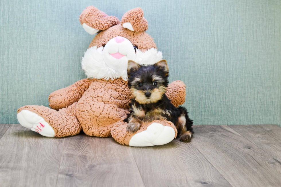 Meet Bam Bam  - our Yorkshire Terrier Puppy Photo 