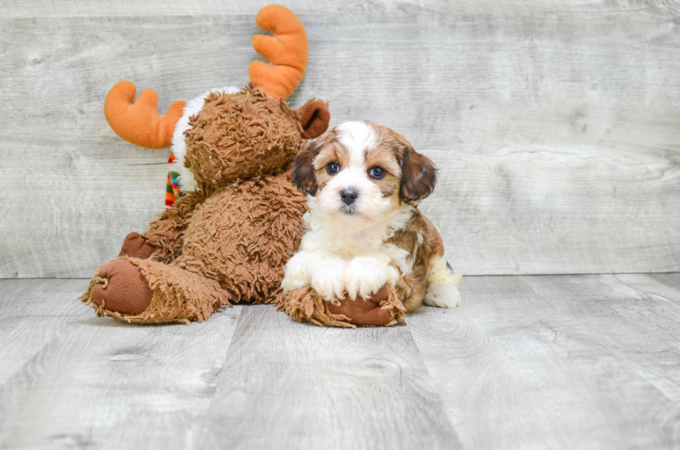 Cavapoo Puppy for Adoption