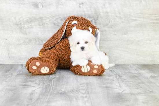 Maltipoo Puppy for Adoption