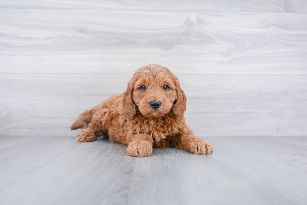 Mini Goldendoodle Pup Being Cute