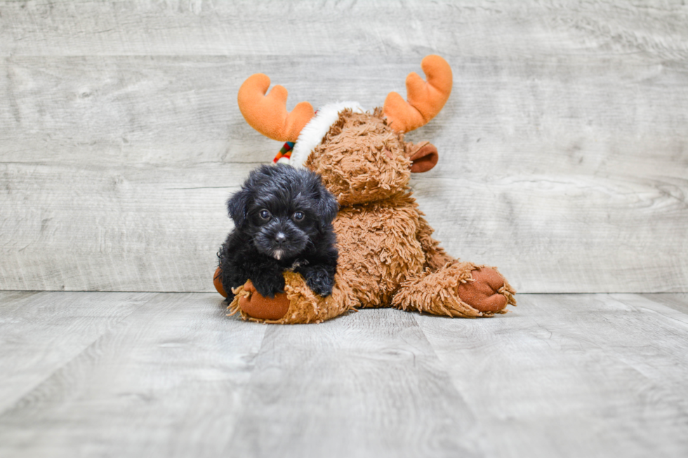 Yorkie Poo Pup Being Cute