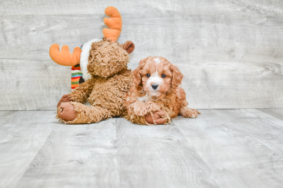 Playful Cavoodle Poodle Mix Puppy