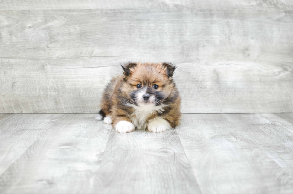 Small Pomeranian Baby