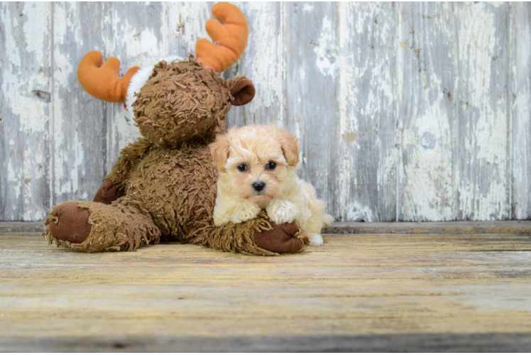 Funny Maltipoo Poodle Mix Pup