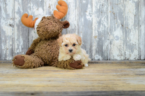 Funny Maltipoo Poodle Mix Pup