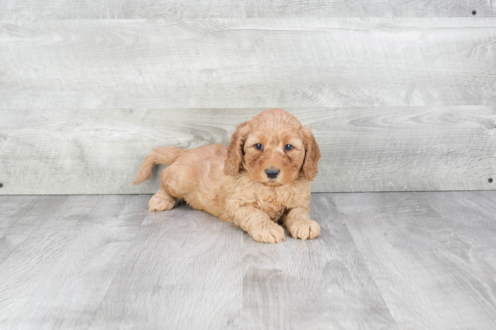 Best Mini Goldendoodle Baby