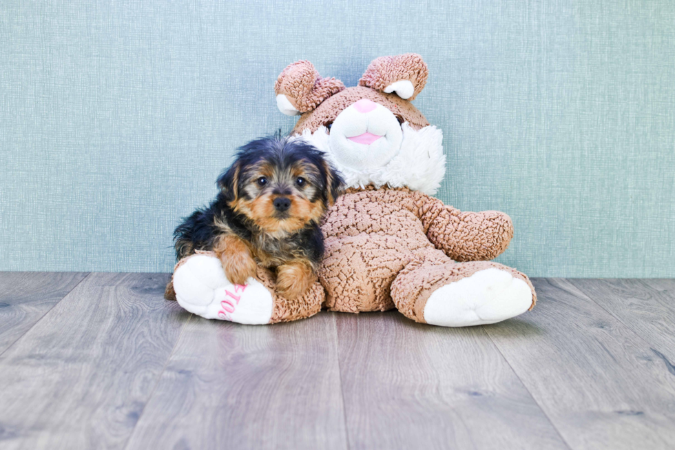 Meet Roscoe - our Yorkshire Terrier Puppy Photo 