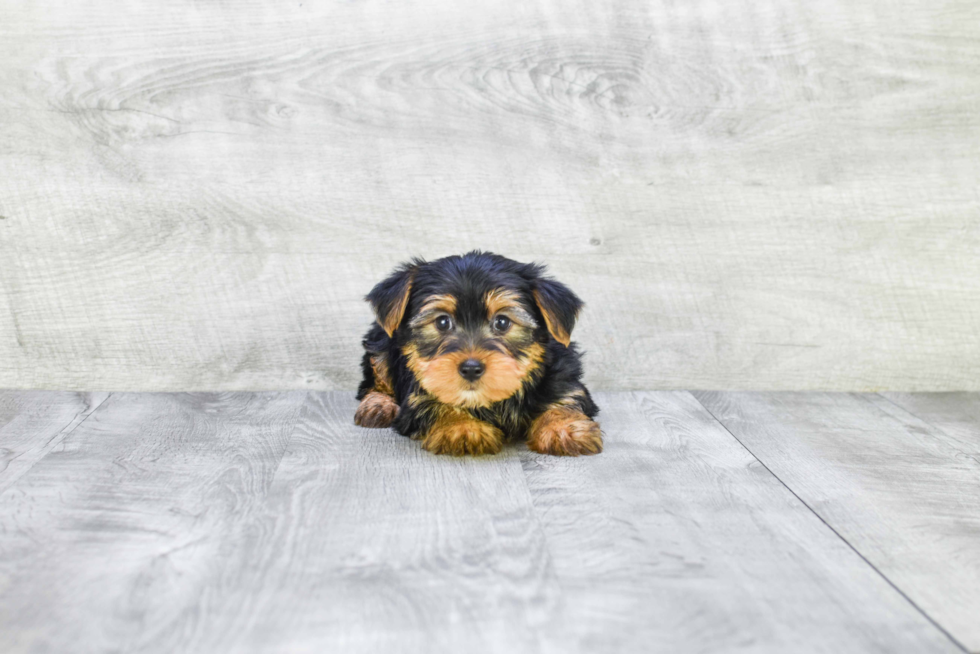 Meet Jeremy - our Yorkshire Terrier Puppy Photo 