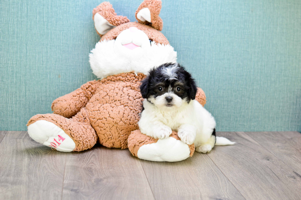 Teddy Bear Pup Being Cute