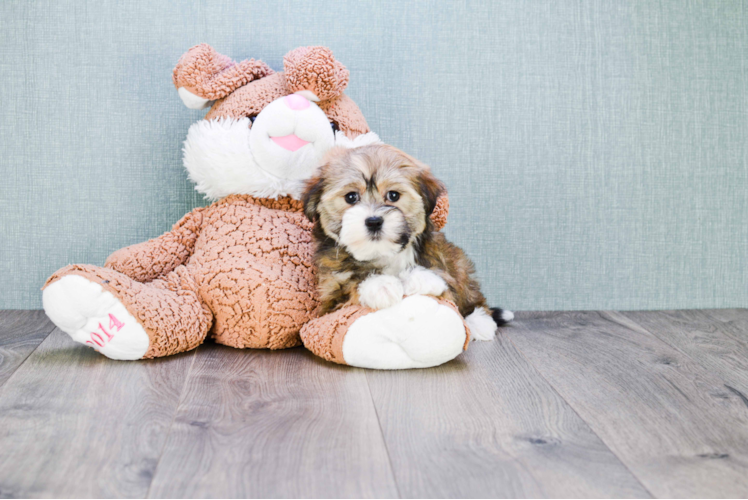 Little Havanese Purebred Pup