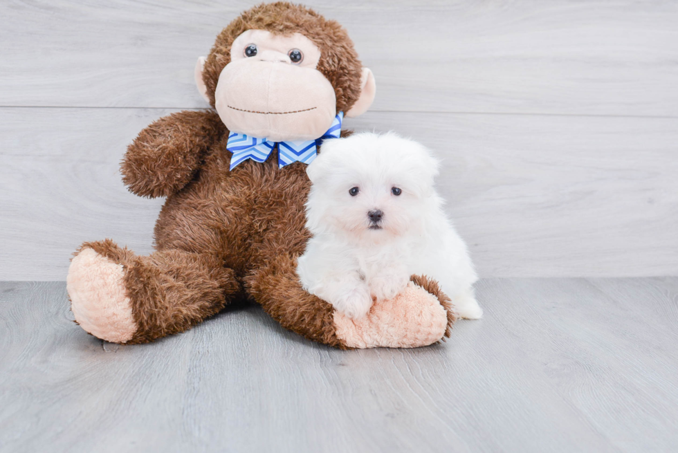 Hypoallergenic Maltese Purebred Pup