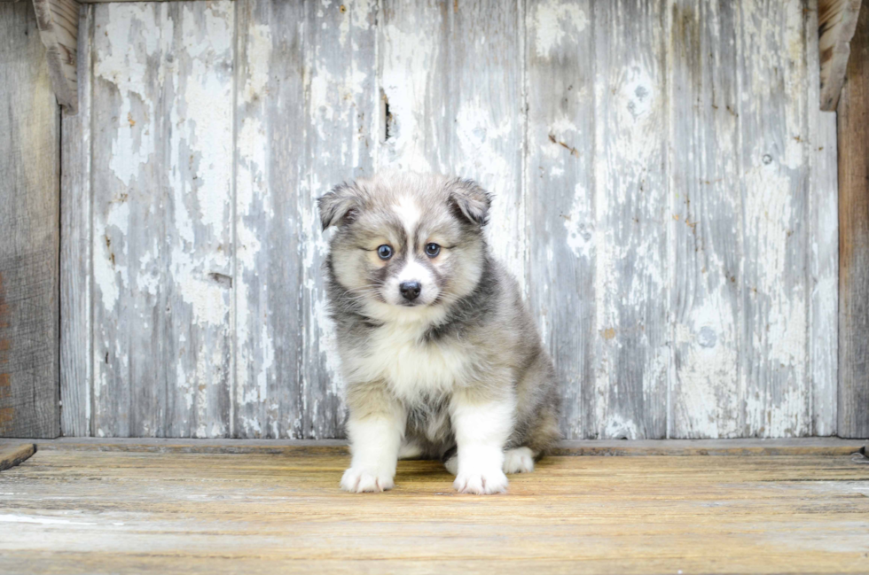 Pomsky Pup Being Cute