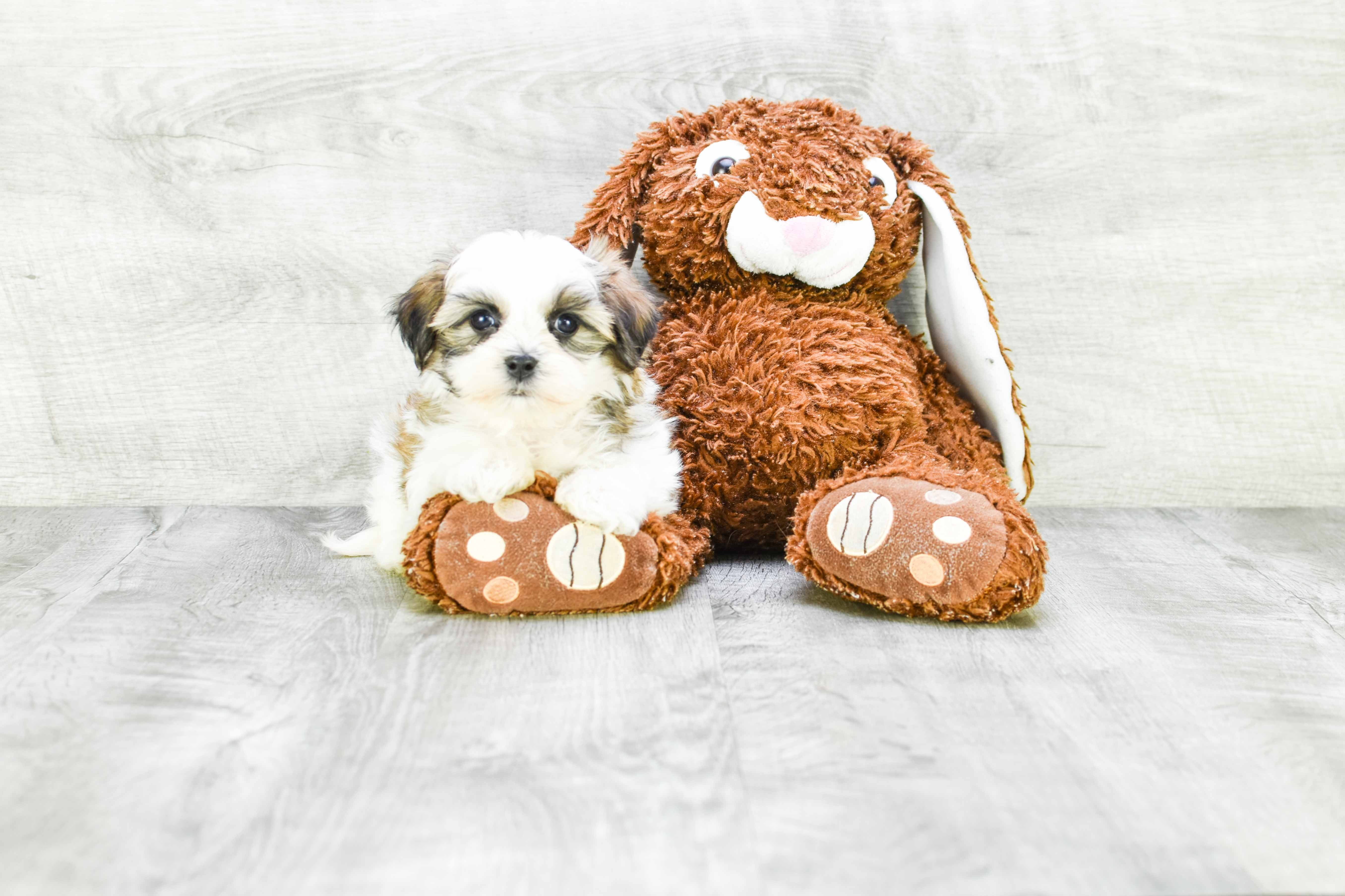 Teddy Bear Puppy for Adoption