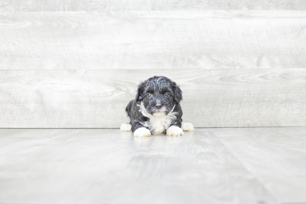 Petite Mini Bernedoodle Poodle Mix Pup