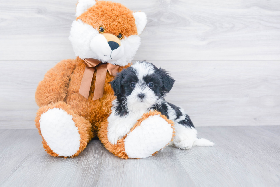 Teddy Bear Pup Being Cute