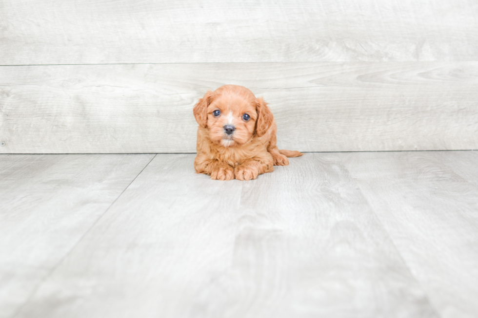 Cavapoo Puppy for Adoption