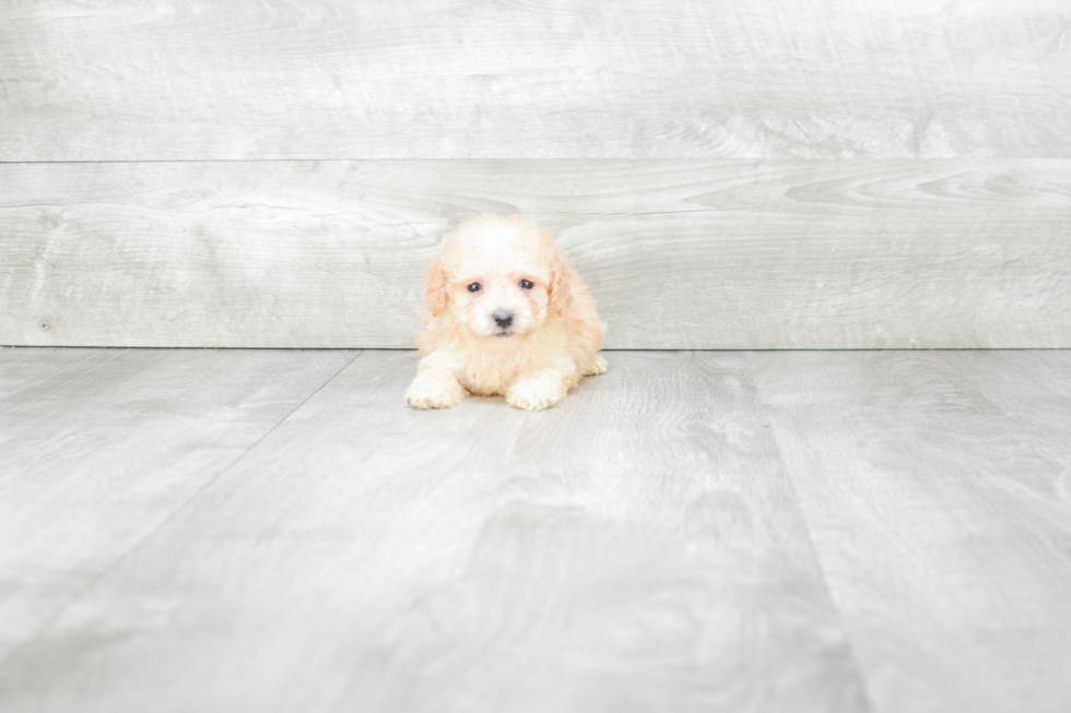 Maltipoo Puppy for Adoption