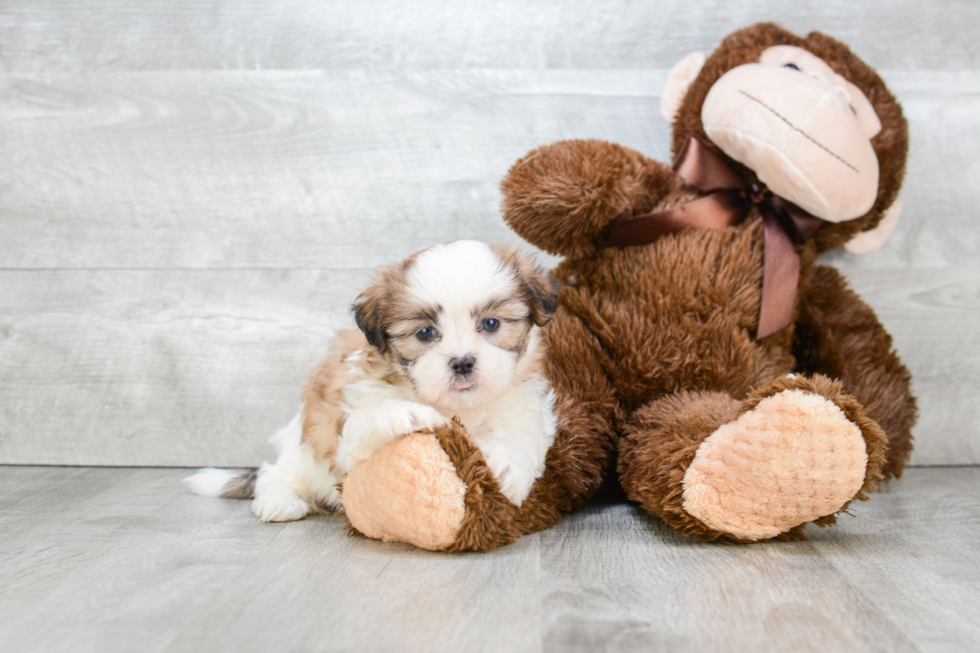 Teddy Bear Pup Being Cute