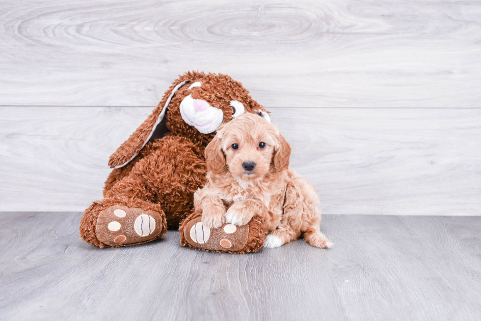 Cute Mini Goldendoodle Baby