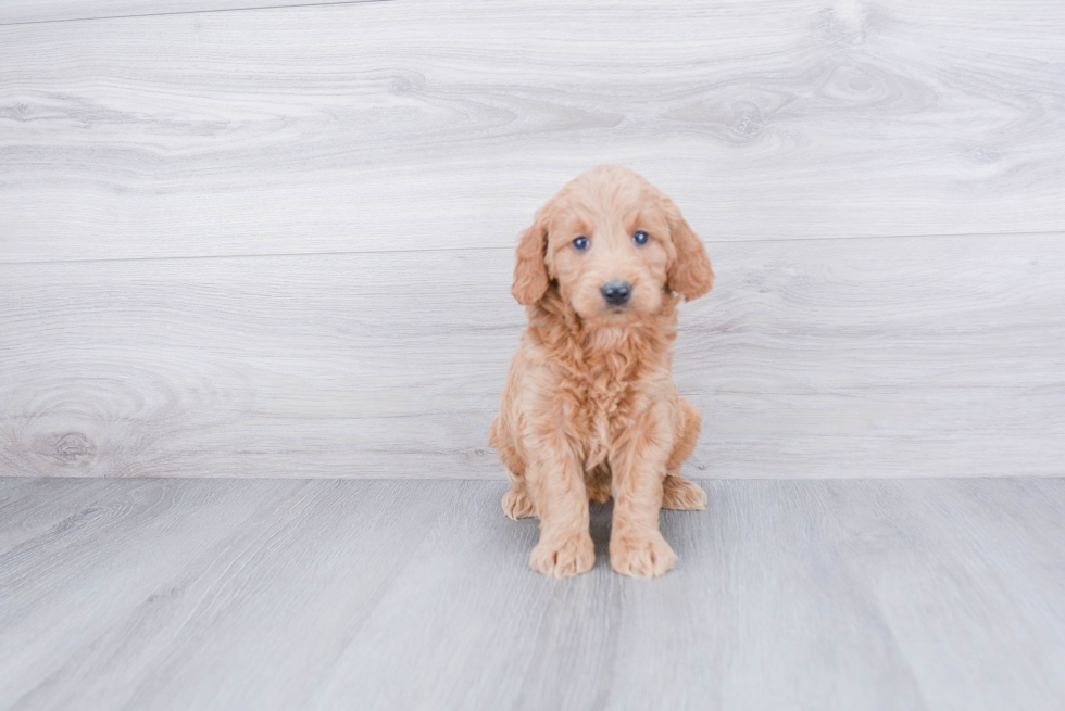 Mini Goldendoodle Pup Being Cute